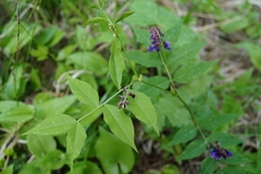 Vicia venosa baicalensis