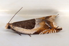 Ancylis badiana