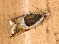 Ancylis badiana