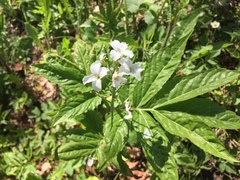 Cardamine heptaphylla