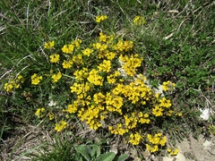 Hippocrepis comosa