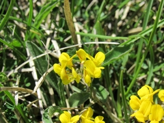 Hippocrepis comosa