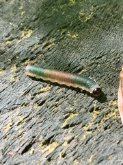 Strongylogaster mixta