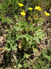 Ranunculus neapolitanus