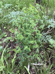 Euphorbia jenisseiensis