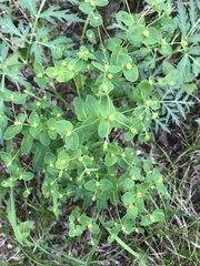 Euphorbia jenisseiensis