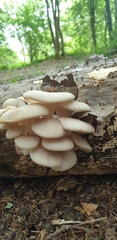Pleurotus cornucopiae
