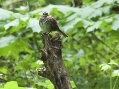 Melospiza melodia