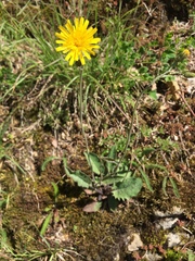 Hieracium glaucinum