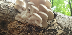 Pleurotus cornucopiae