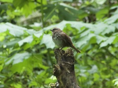 Melospiza melodia