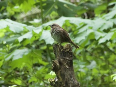 Melospiza melodia