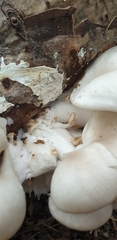 Pleurotus cornucopiae