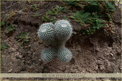 Mammillaria parkinsonii