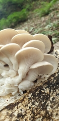 Pleurotus cornucopiae