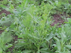 Brassica elongata