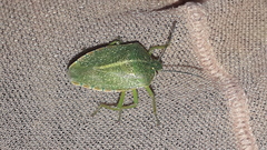 Chinavia abnormis