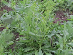 Brassica elongata