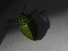 Chinavia abnormis