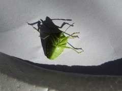 Chinavia abnormis