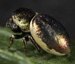 Sassacus