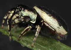 Sassacus