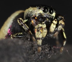 Sassacus