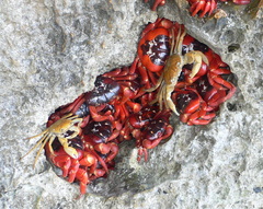 Geograpsus crinipes
