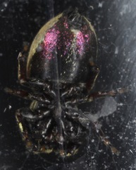 Sassacus