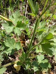 Ranunculus neapolitanus