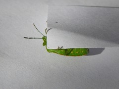 Chinavia abnormis
