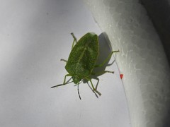 Chinavia abnormis