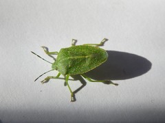 Chinavia abnormis