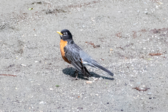 Turdus migratorius migratorius