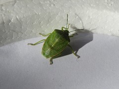 Chinavia abnormis