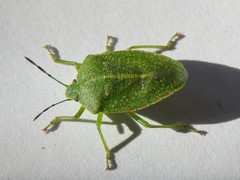 Chinavia abnormis