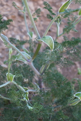 Astrodaucus littoralis