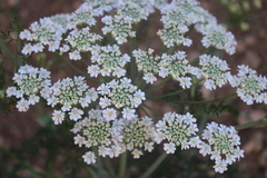 Astrodaucus littoralis