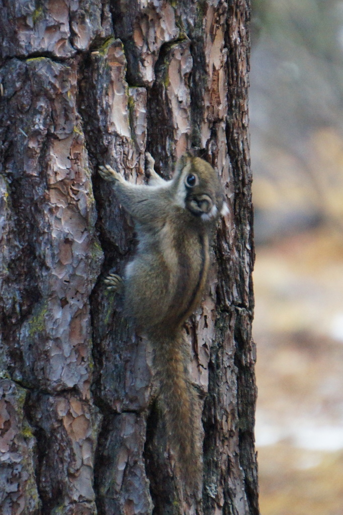 Swinhoe's Striped Squirrel