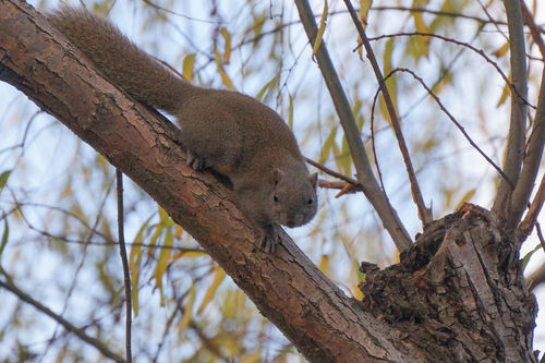 Callosciurus erythraeus