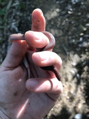 Carphophis amoenus helenae