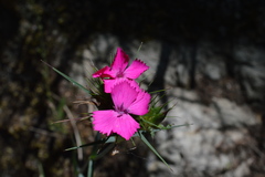 Dianthus balbisii