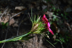 Dianthus balbisii