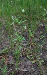 Viola arvensis