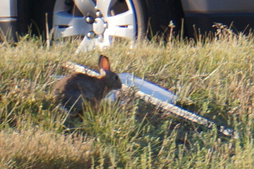 Sylvilagus nuttallii