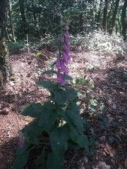 Digitalis purpurea