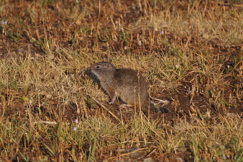 Urocitellus armatus
