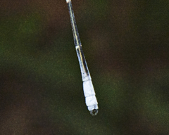 Labidiosticta vallisi