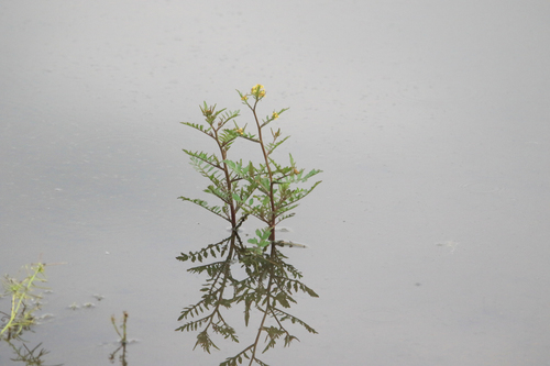 Marsh Yellow Cress