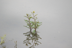 Bog Yellowcress